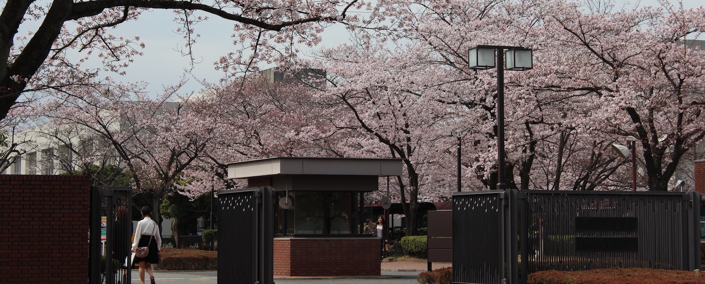 正門の桜