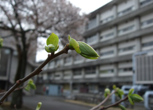 柿木の新芽